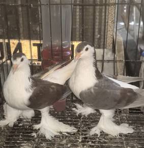 Burung Merpati Lahor Matang