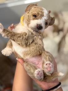 Giant Poodle female Puppy No.6
