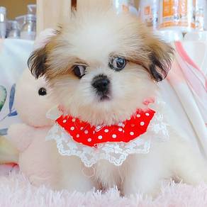 Shih Tzu
