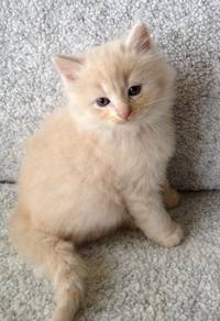 Cream Mainecoon Kitten