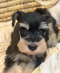 SCHNAUZER MINIATURE PUPPIES X72 🌻 雪纳瑞Female