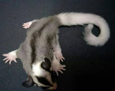 Sugar Glider White Face Mosaic Ringtail