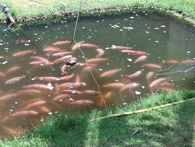 Tilapia fish for sale.