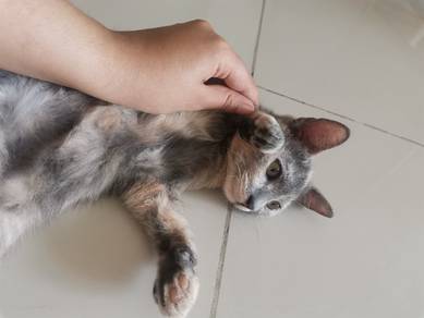 small cat