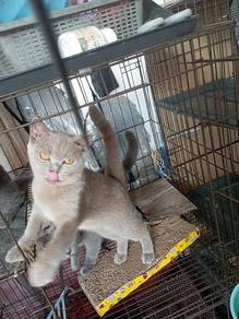 bsh kitten female 