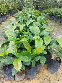 Anak Pokok Kopi Arabica