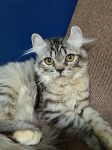 Kitten cat