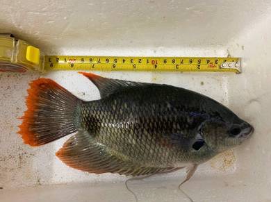 Kaloi Sabah - Big Giant Red Tail
