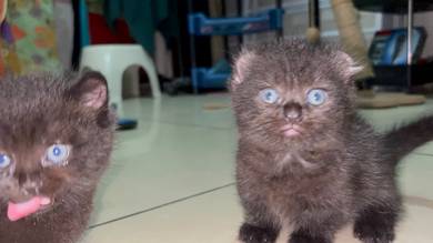 munchkin kinkalau