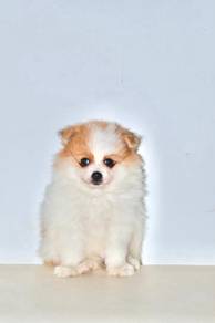 x19 Darling Pomeranian Puppy