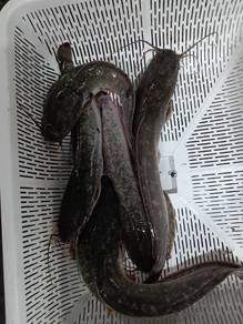 ikan keli 