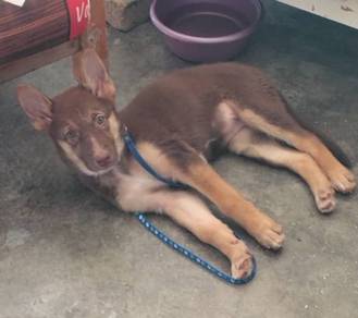 German Shepherd