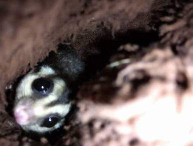 Sugar glider