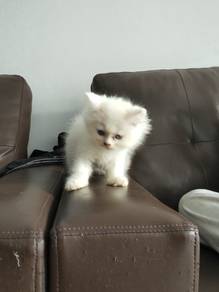 parsi mix Ragdoll