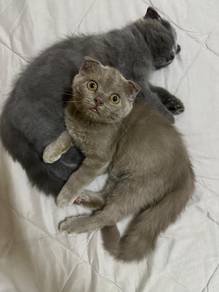 Scottish Mix Bsh