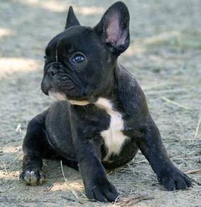 T17722 French Bulldog cute puppies