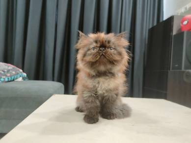 100% Manja! Kucing Parsi Persian Flat Face Kitten