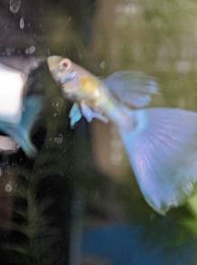gapi,guppy borong , pokok hiasan, utk akuarium