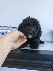 black toy poodle