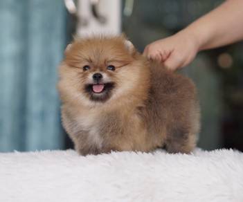 POMERANIAN PUPPIES P147 available cute cute