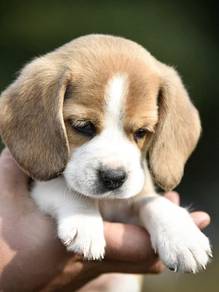 Beagle Puppies 