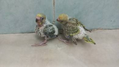 budgie baby's 🦜🦜🦜