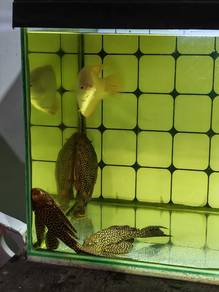 pleco