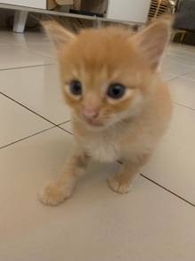 anak kucing untk dijuak