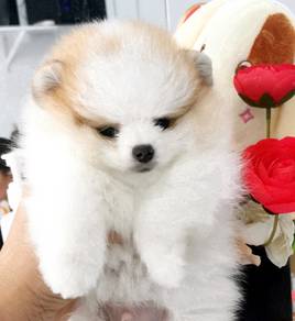 HHV_91 Orange White color tiny Pomeranian