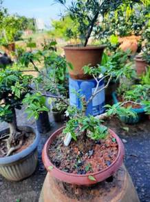 Bonsai santalia