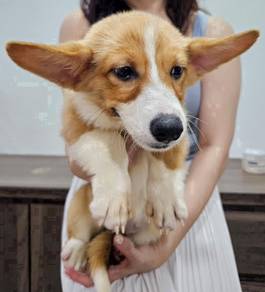 Corgi Female pup super big bones with tail