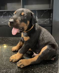 DOBERMAN PUPPIES 🐻 H164 Male Available CERT