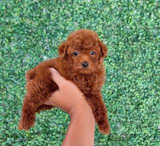 poodle puppy6