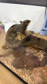 Pair Sugar Glider for sale