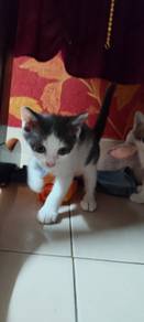 1-Month-Old 🍪 Black & White Kittens 