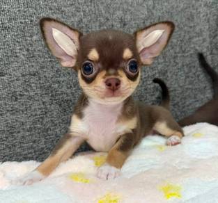 CHIHUAHUA PUPPIES 329 🌷Head Apple Cute Dog