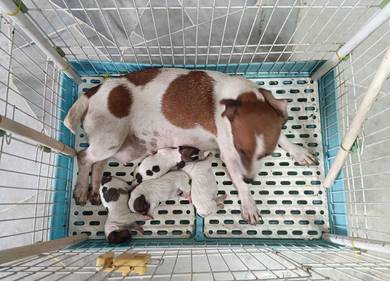 Jack Russell puppies 