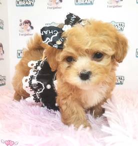 Maltipoo
