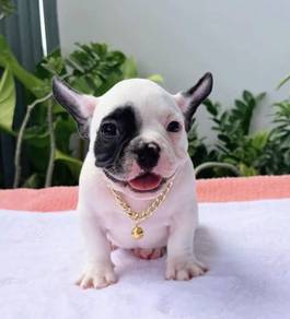 FRENCH BULLDOG PUPPIES VIP183🌻Cute & Healthy Boy