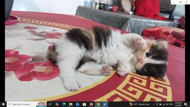 Calico Kitten – Beautiful Symmetrical Doll Face