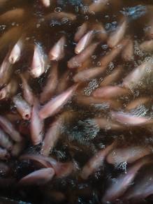 ikan talapia merah 