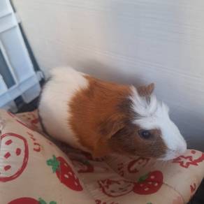 Guinea pig