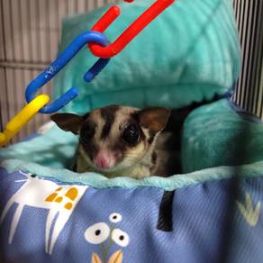 Re home Sugar Glider 