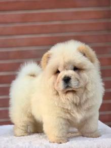 Chow Chow