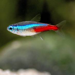 Neon Tetra
