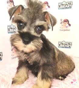 Schnauzer