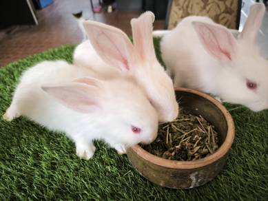 rabbit kelinchi arnab NZ