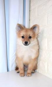 J0612 Pomeranian Sweet Button Nose Little Puppy