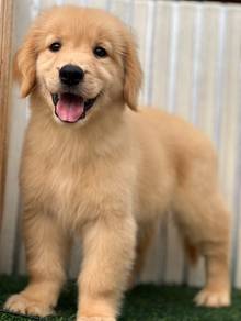 Golden retriever High Quality Female