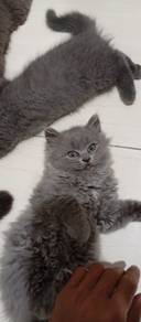 Kucing Bsh